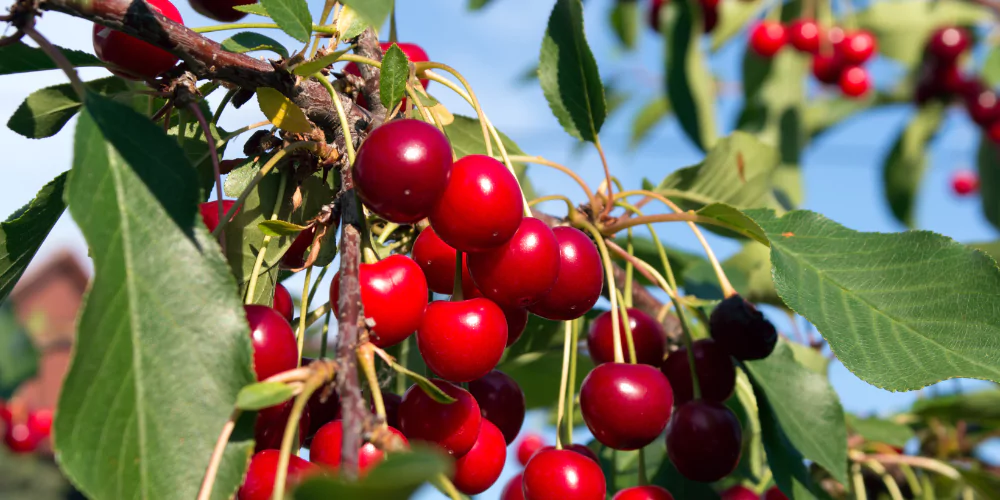 Cherry fruit2