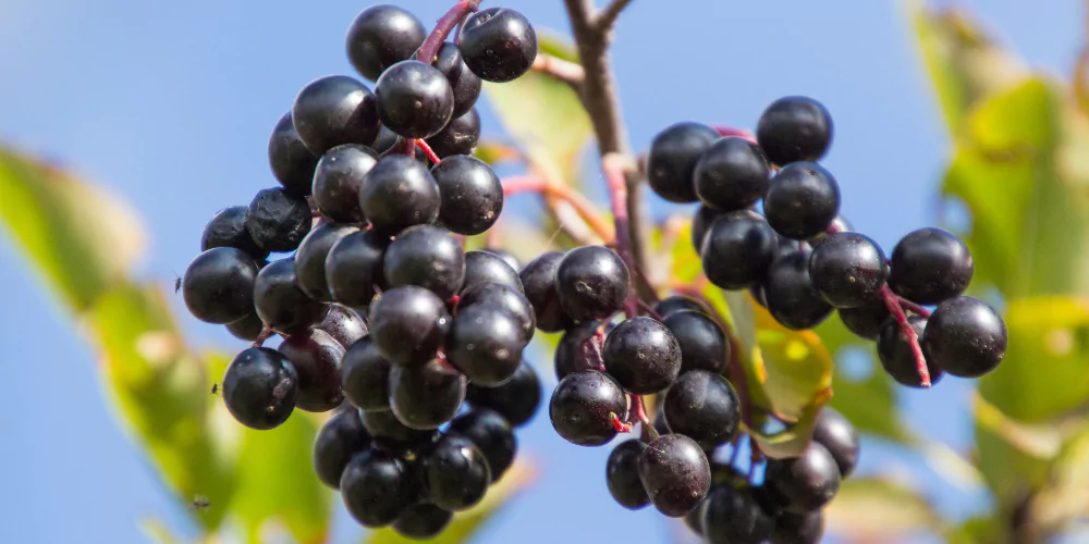Cherry fruit4