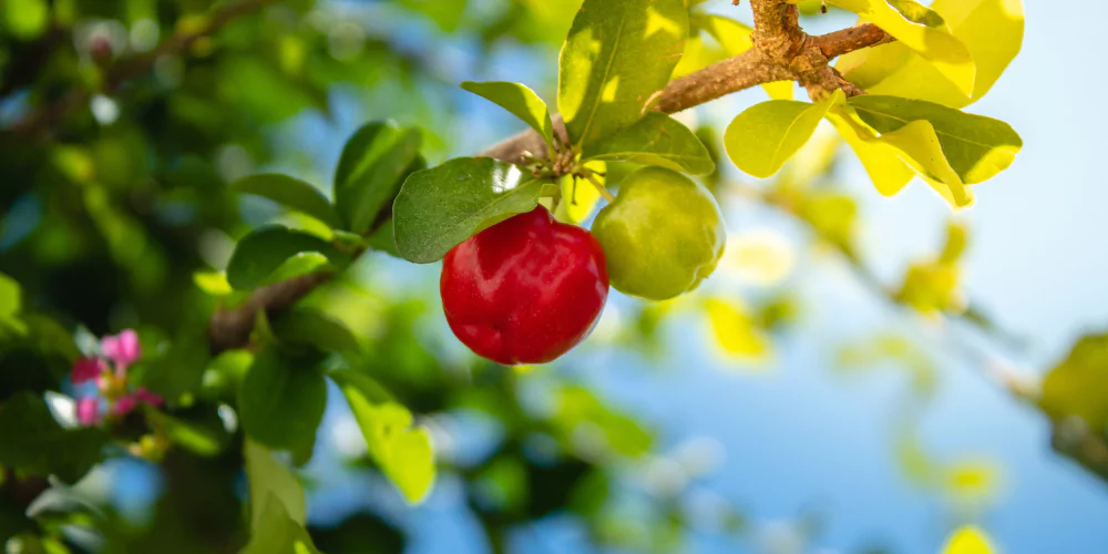 Cherry fruit6