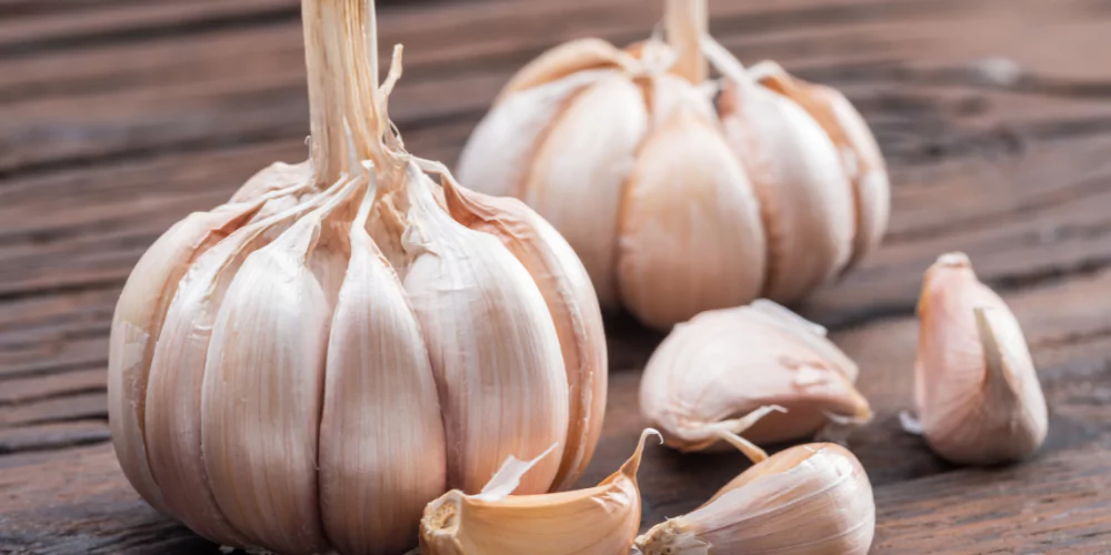 Garlic2