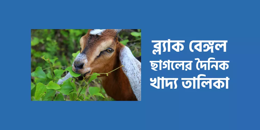 Black Bengal goat1