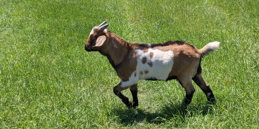 Black Bengal goat4