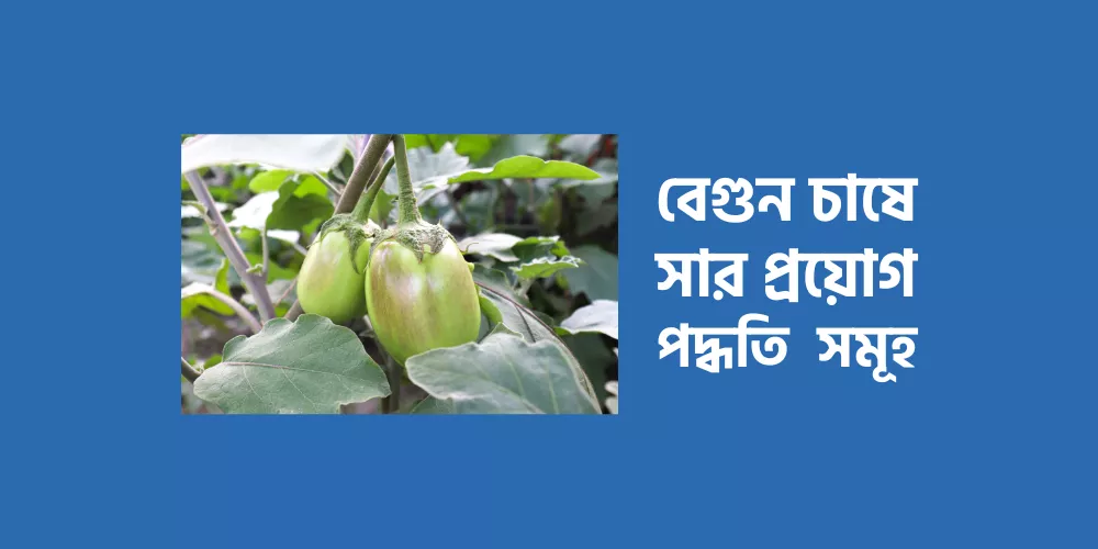 Brinjal cultivation1