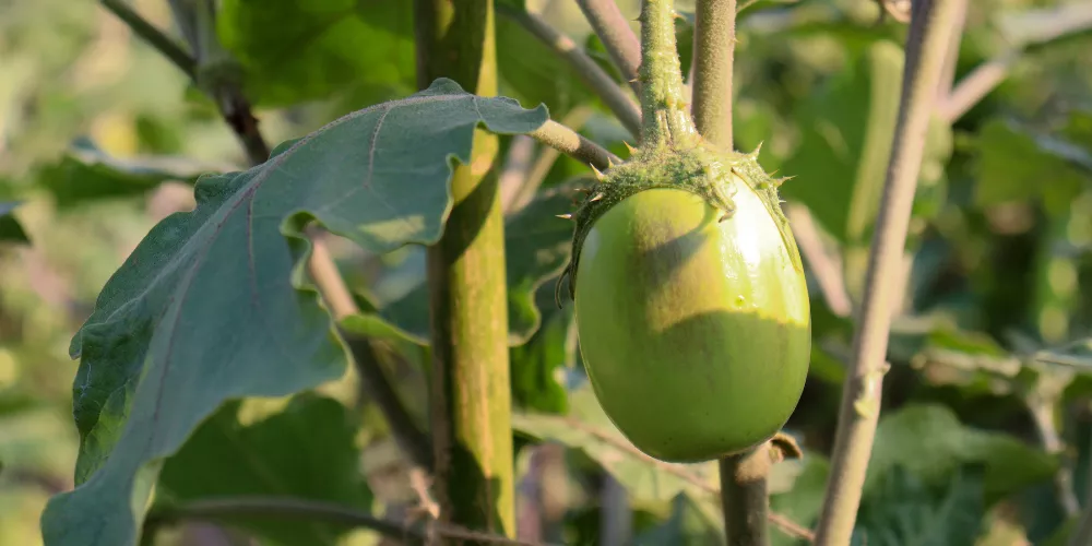 Brinjal cultivation2