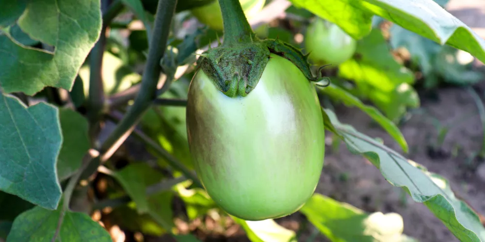 Brinjal cultivation3