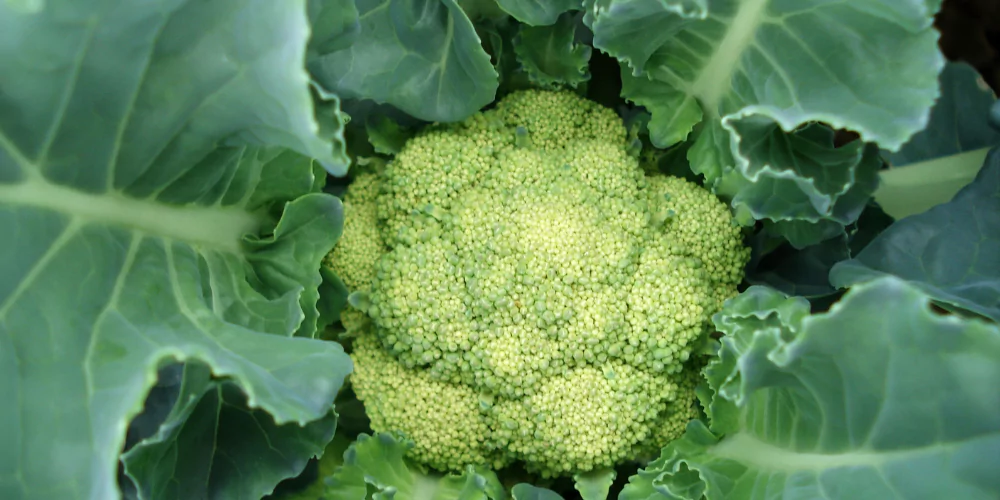 Cauliflower3