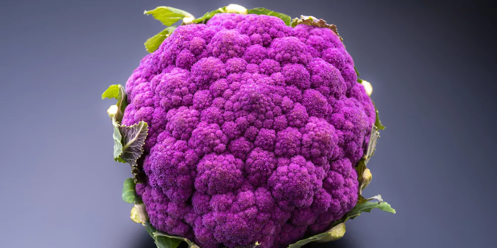 Cauliflower5