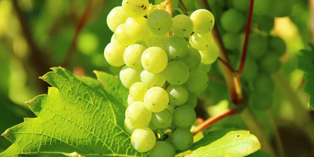 Green grapes4