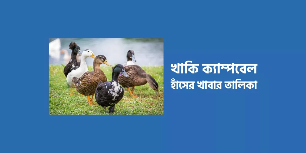 Khaki Campbell Duck1