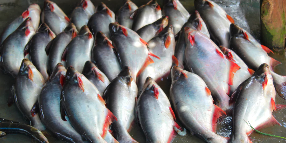 Pangasius fish3