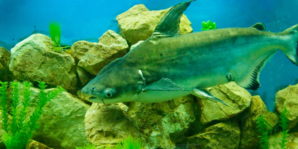 Pangasius fish4