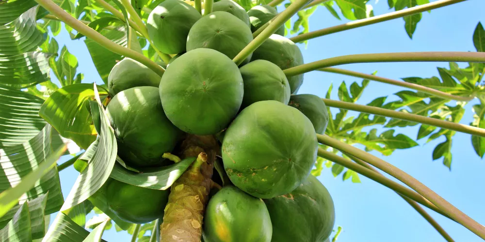 Papaya2