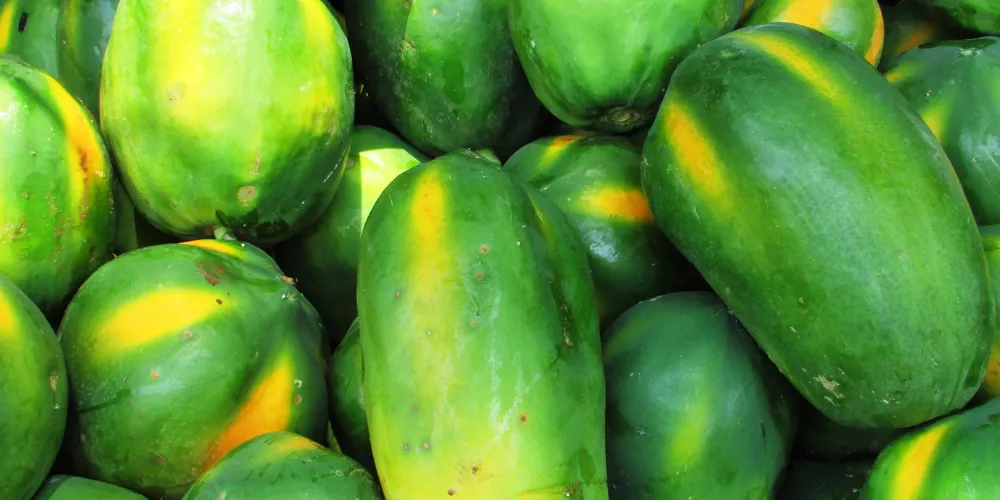 Papaya3