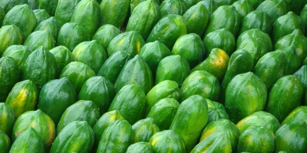 Papaya4