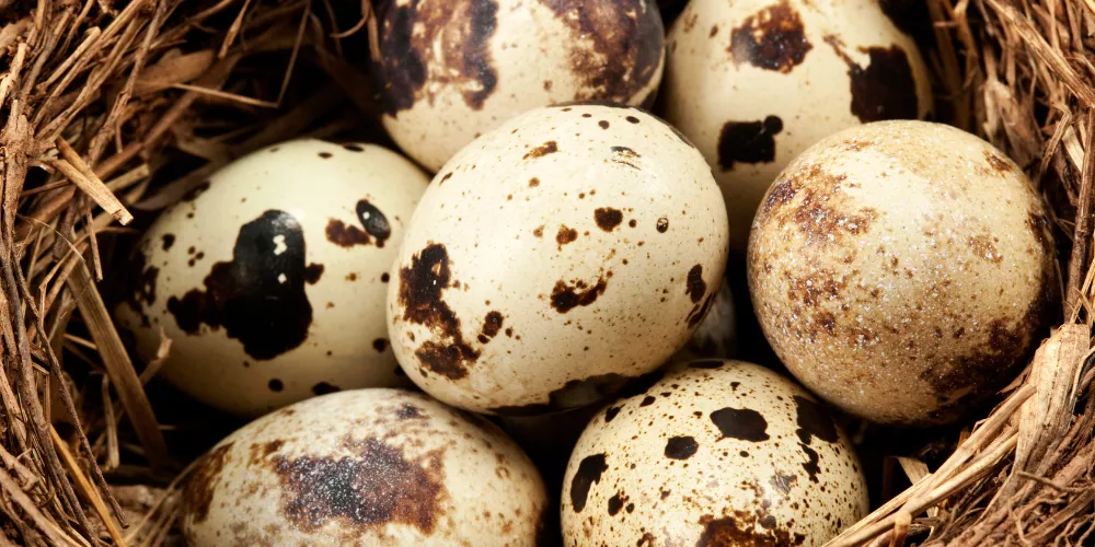 Quail egg2