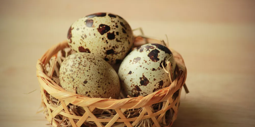 Quail egg3