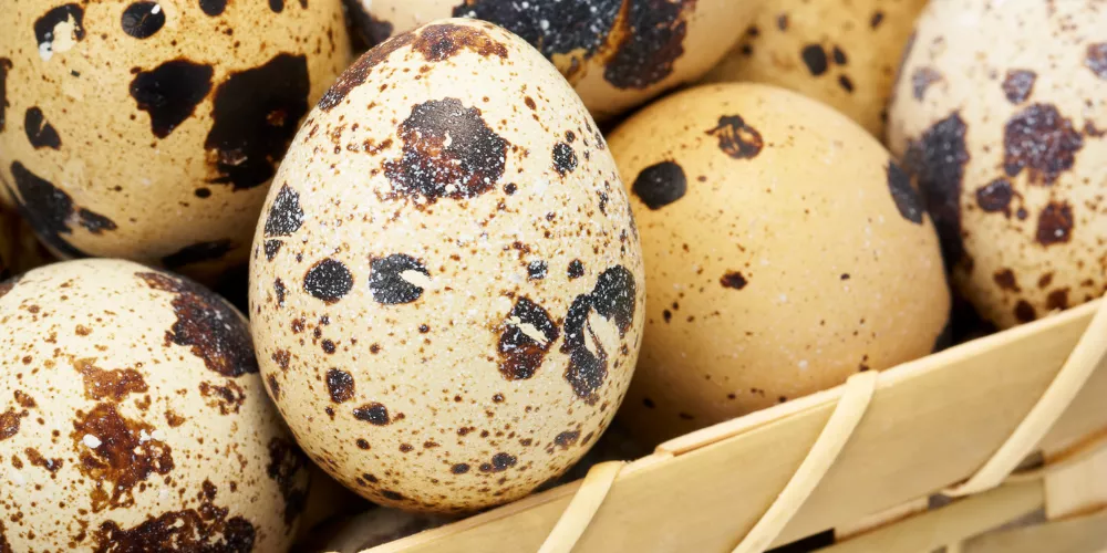 Quail egg4