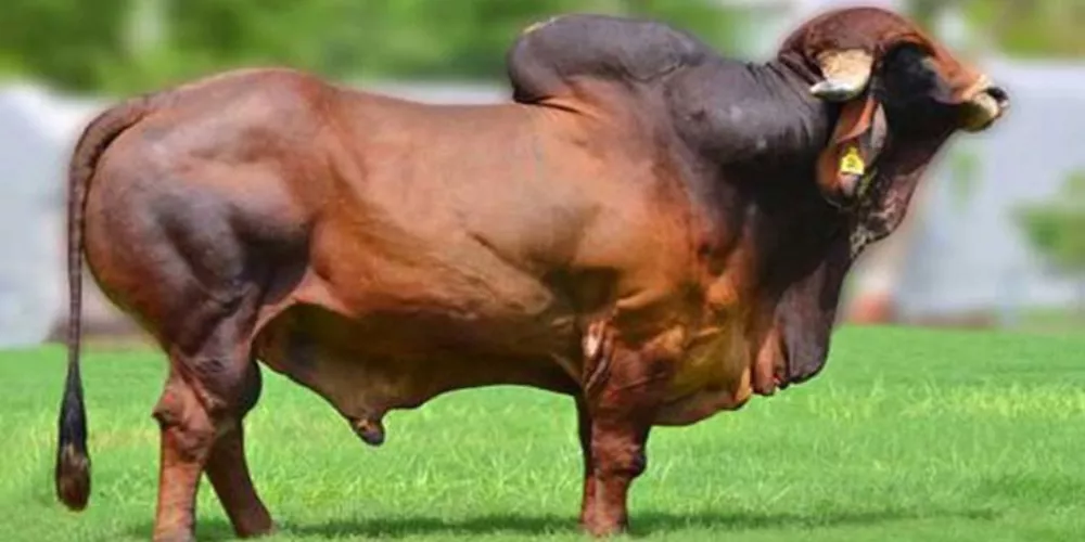 Various diseases of cattle2