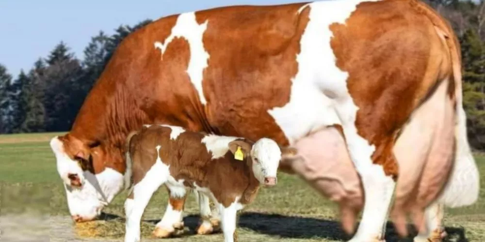 Various diseases of cattle3