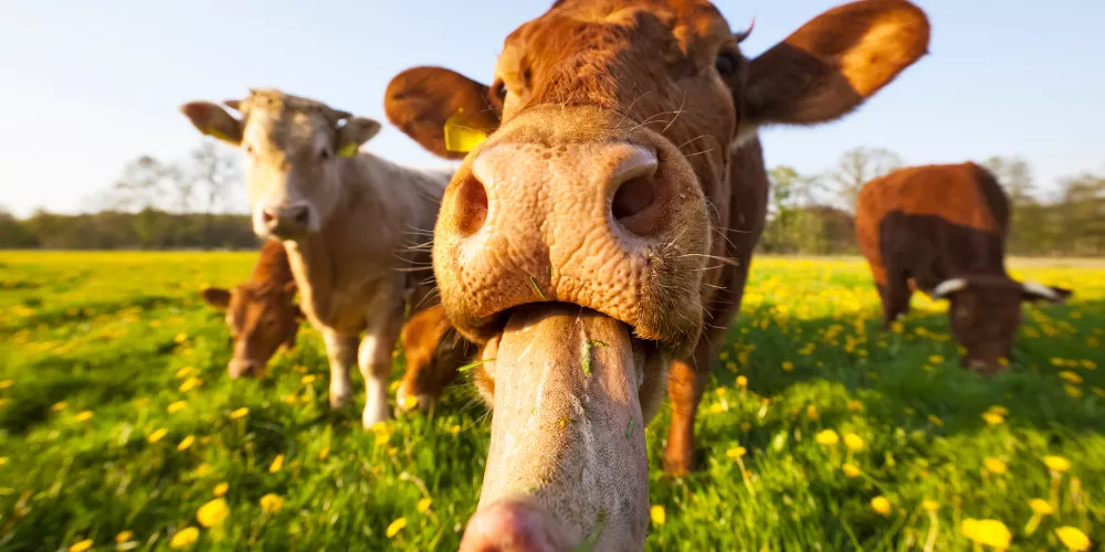 Various diseases of cattle4